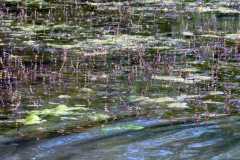 Potamogeton natans