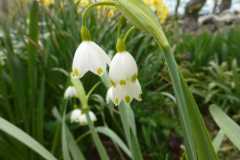 Leucojum aestivum