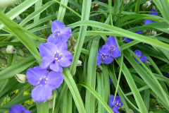 Tradescantia virginiana