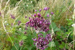 Allium scorodoprasum