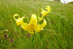 Lilium rhodopeum