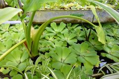 Pistia stratiotes