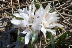 Colchicum atticum