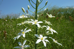 Ornithogalum sphaerocarpum