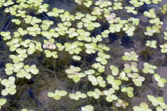 Lemna minor