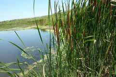 Typha angustifolia