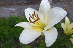 Lilium candidum