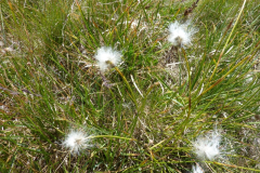 Eriophorum vaginatum