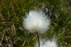 Eriophrum vaginatum
