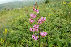 Lilium martagon