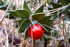 Ruscus aculeatus
