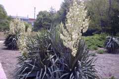 Yucca filamentosa