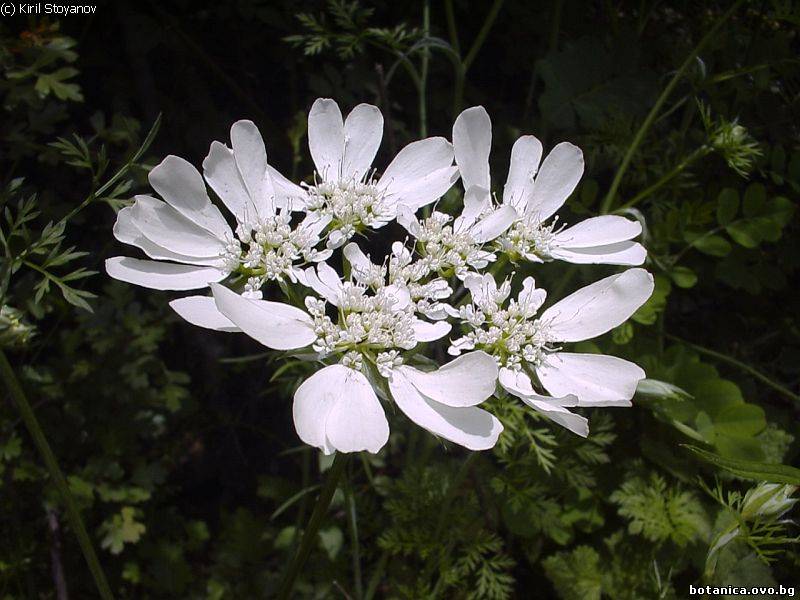 Orlaya grandiflora