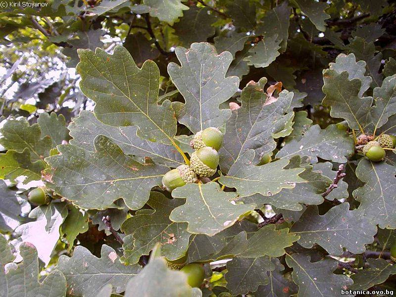 Quercus dalechampii