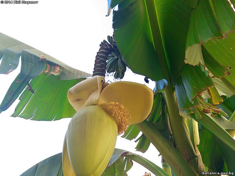 семейство Musaceae /Бананови/