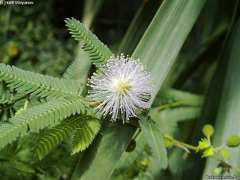Семейство Mimosaceae /Мимозови/