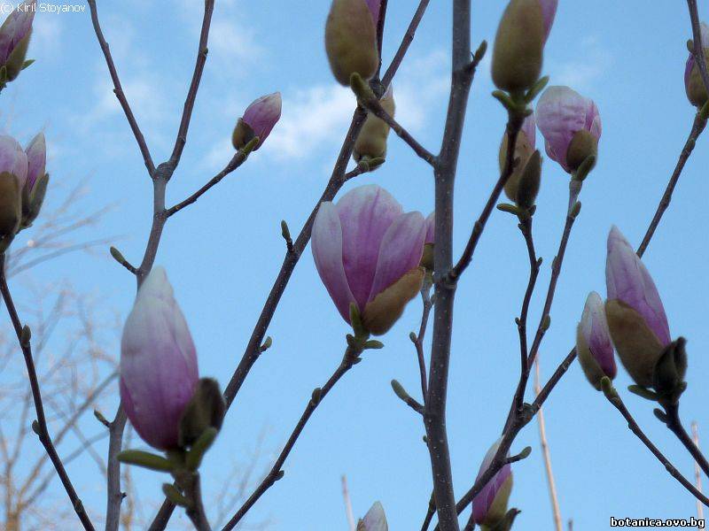 Семейство Magnoliaceae /Магнолиеви/