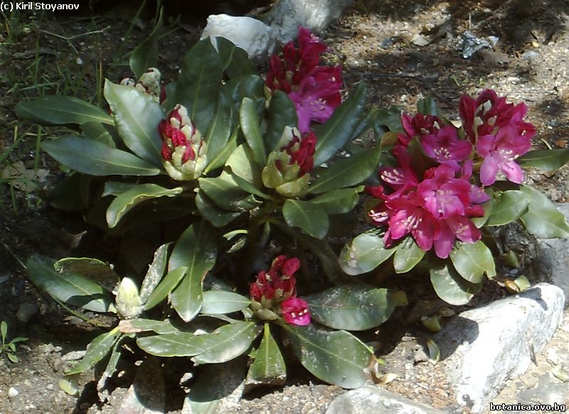Rhododendron myrtifolium