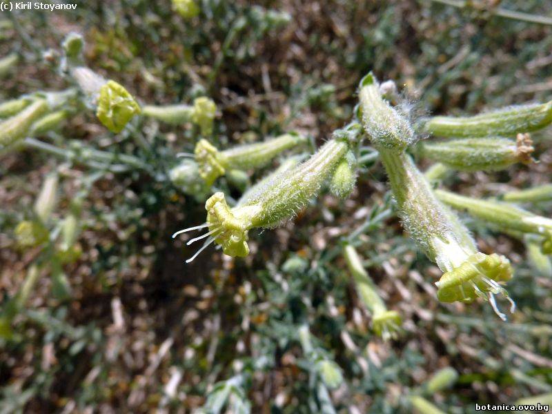 Silene thymifolia