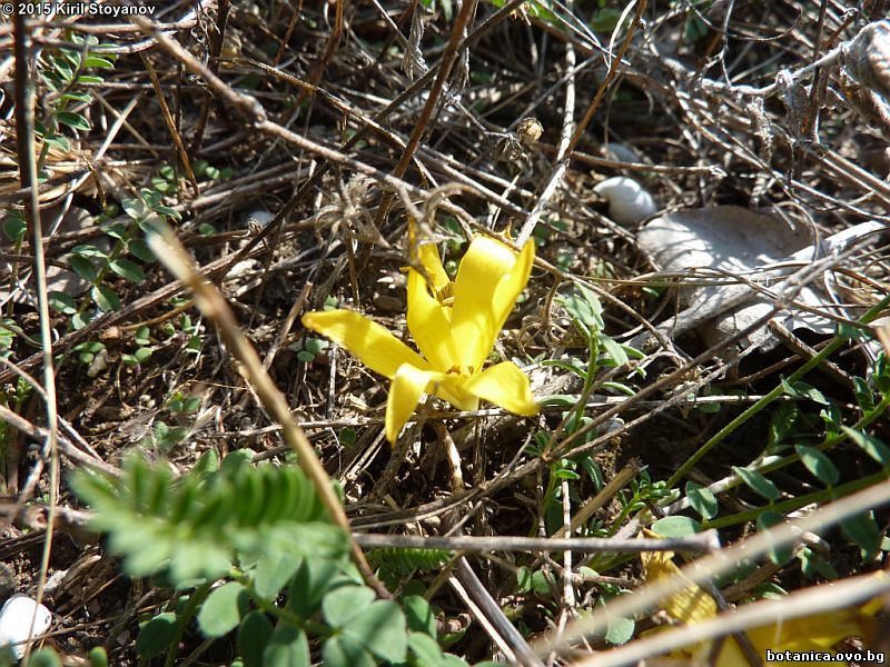 Sternbergia colchicifolia