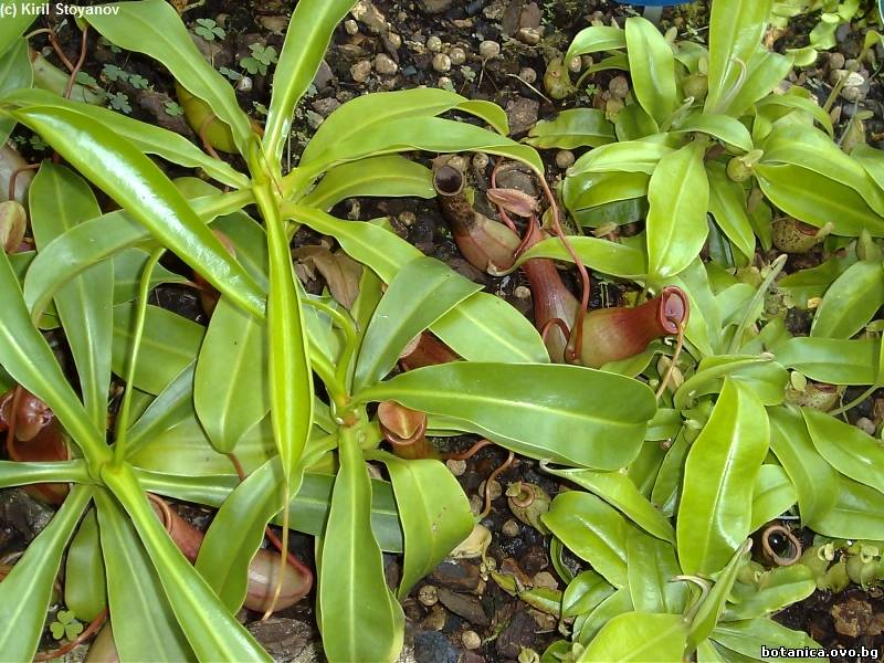 Семейство Nepenthaceae /Непентесови/