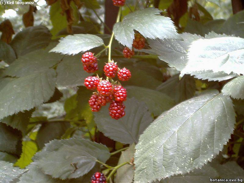Rubus inermis