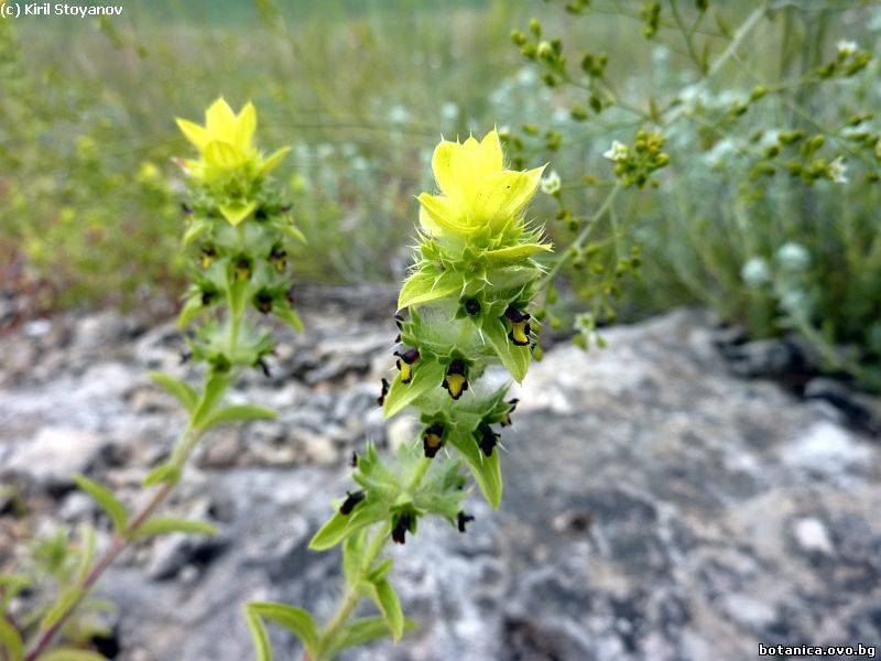 Sideritis montana