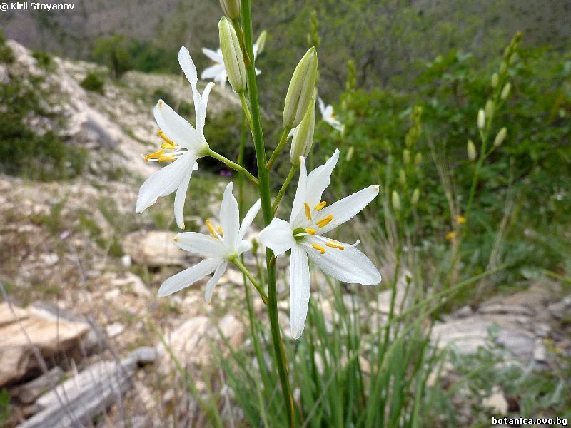 Anthericum liliago