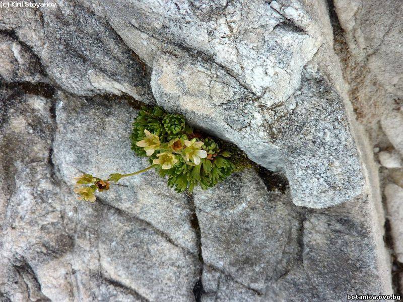 Saxifraga exarata