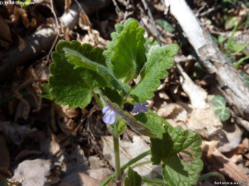 Glechoma hirsuta