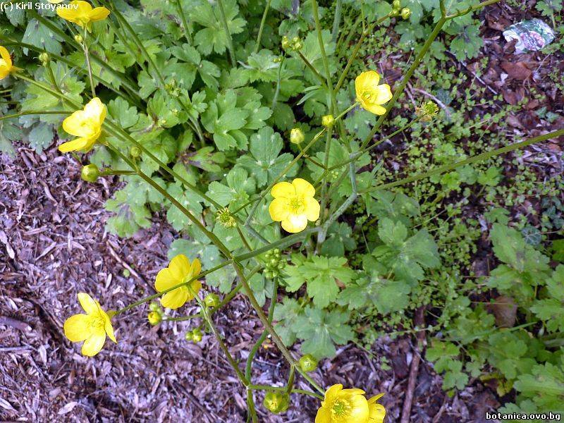 Ranunculus sprunerianus