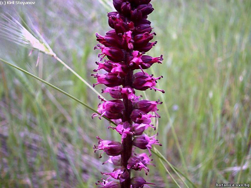 Lysimachia atropurpurea