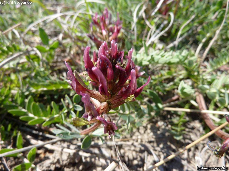 Astragalus monspessulanus