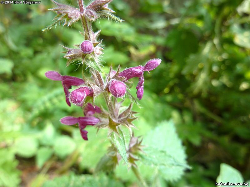 Stachys sylvatica