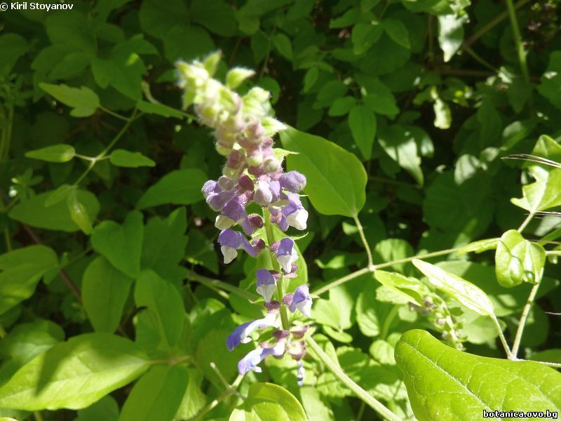 Scutellaria altissima