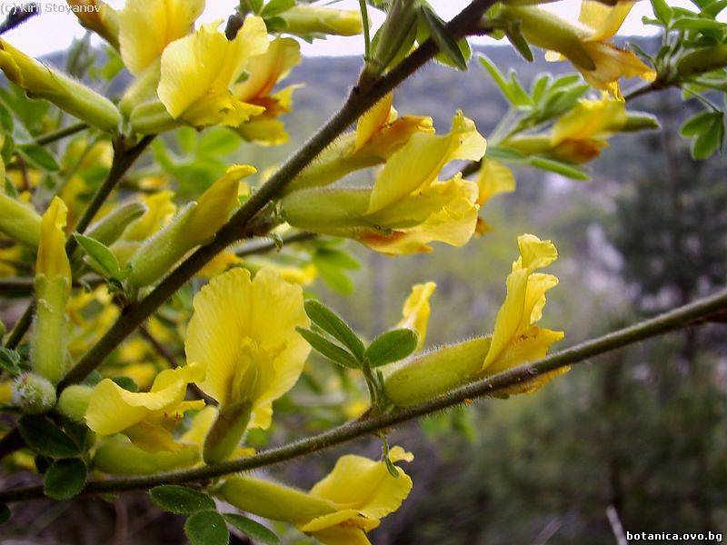 Chamaecytisus hirsutus