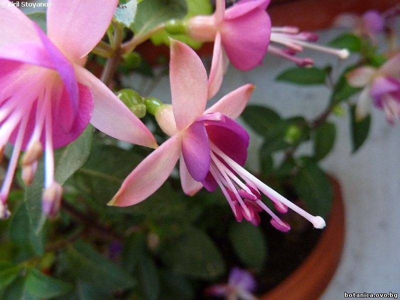 Fuschia hybrida