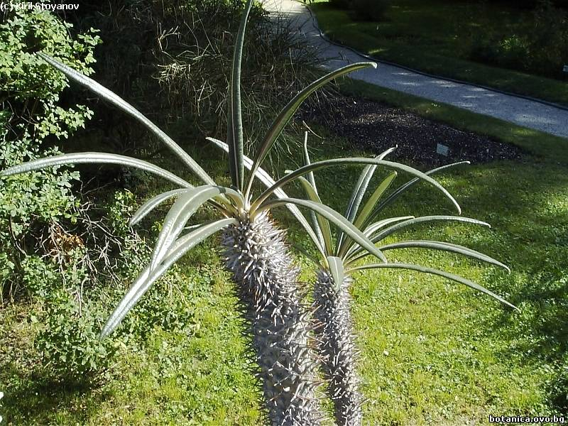 Pachypodium geayi