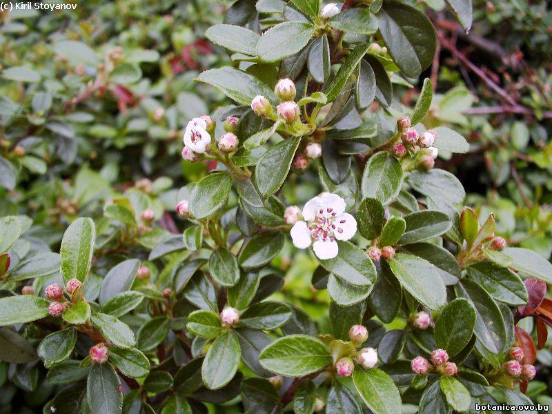 Cotoneaster horyzontalis