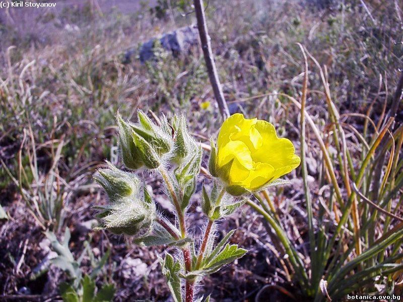 Potentilla detommasii