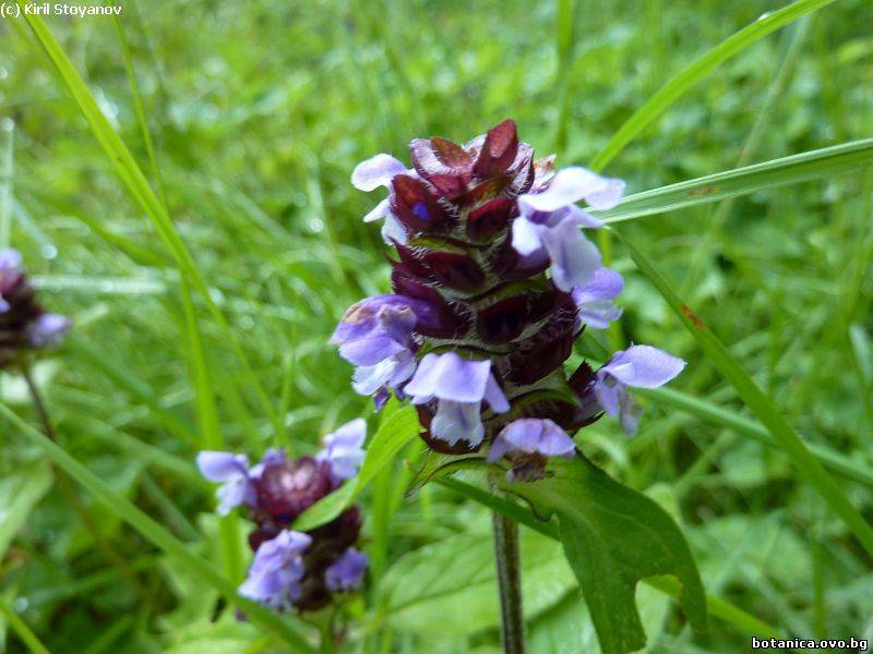 Prunella vulgaris