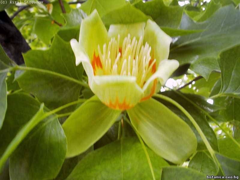 Liriodendron tulipifera