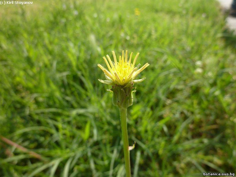 Scorzonera laciniata