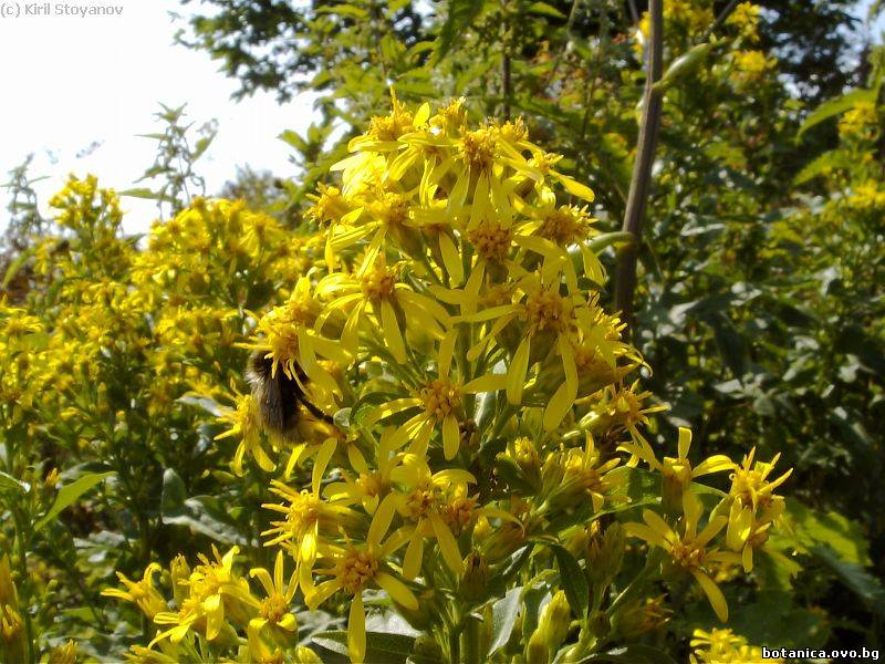 Solidago virgaurea