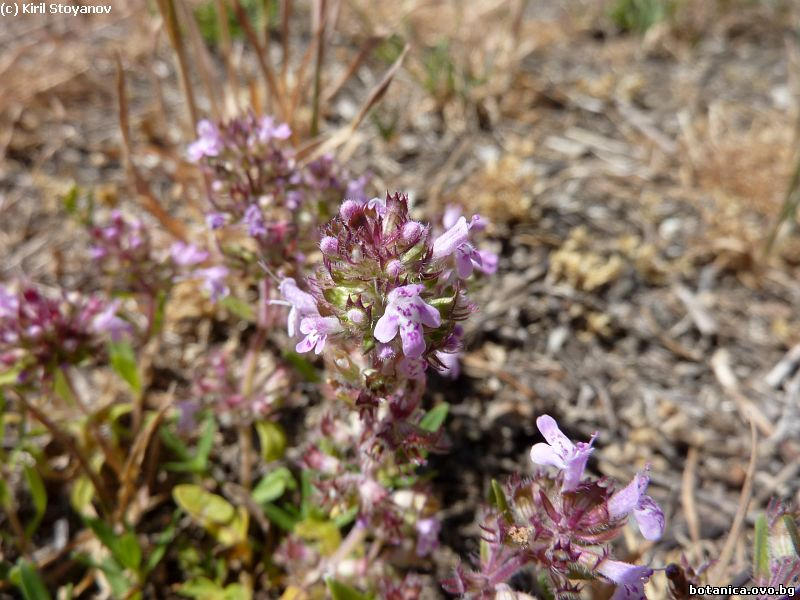 Thymus glabrescens