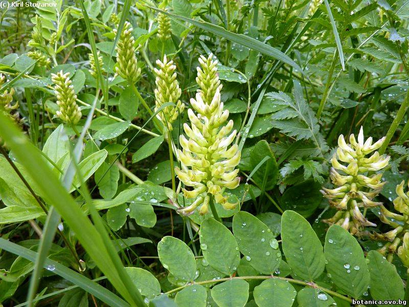 Astragalus glycyphyllos