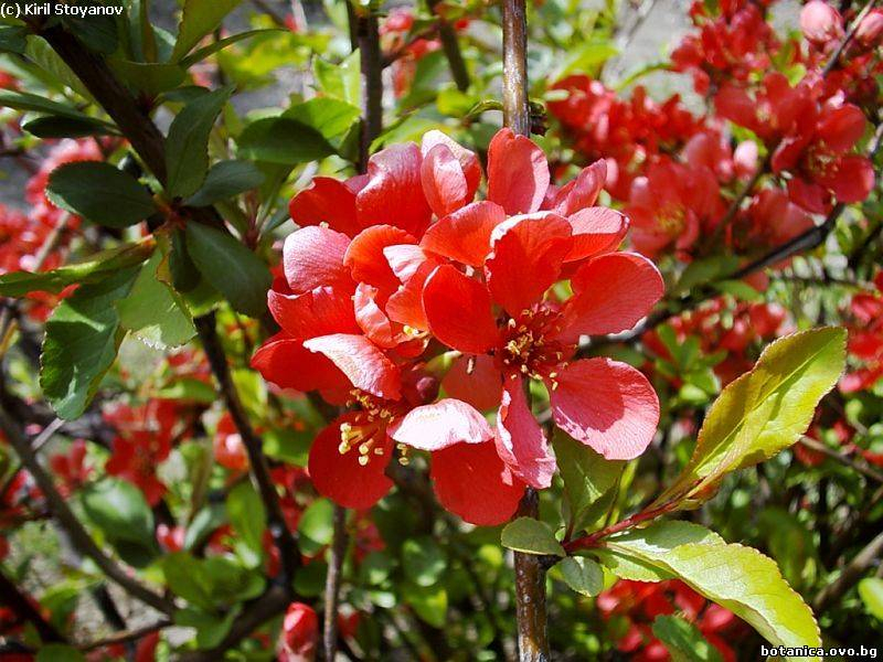 Chaenomeles japonica