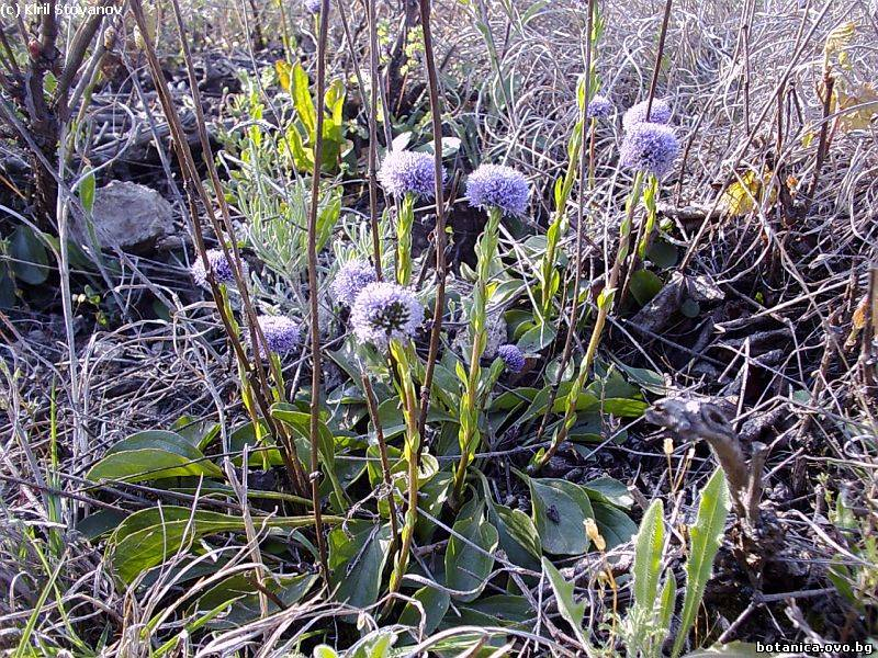 Globularia vulgaris