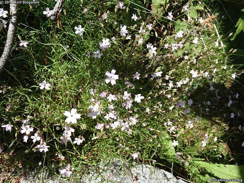 Silene pusilla