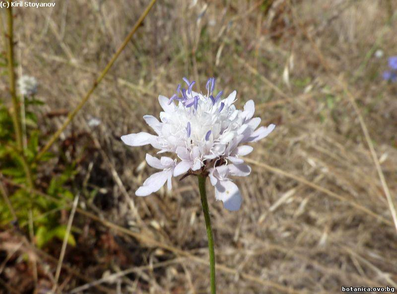 Cephalaria transsilvanica